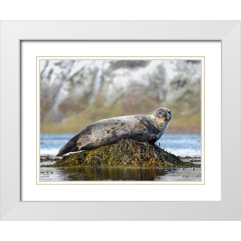 Harbor Seal near Djupavik in Iceland.-Strandir. Europe- Iceland White Modern Wood Framed Art Print with Double Matting by Zwick, Martin