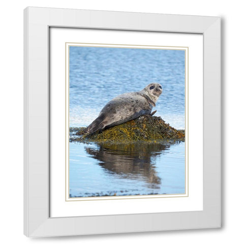 Harbor Seal near Djupavik in Iceland.-Strandir. Europe- Iceland White Modern Wood Framed Art Print with Double Matting by Zwick, Martin