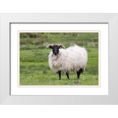 Ireland, Westport A sheep in the countryside White Modern Wood Framed Art Print with Double Matting by Kaveney, Wendy
