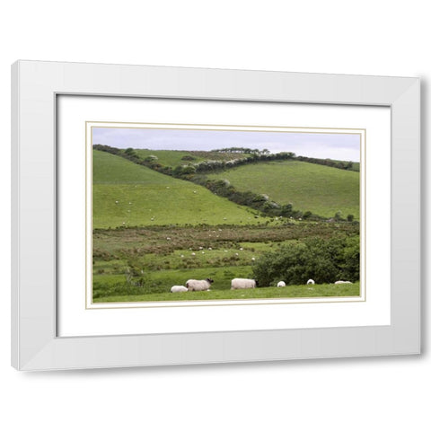 Ireland, Co Mayo, Westport Sheep in the country White Modern Wood Framed Art Print with Double Matting by Kaveney, Wendy