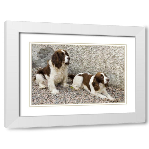 Ireland, Donegal Two Springer spaniel dogs White Modern Wood Framed Art Print with Double Matting by Kaveney, Wendy