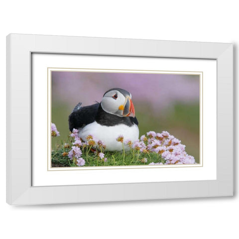 Ireland, Saltee Isl Atlantic puffin and flowers White Modern Wood Framed Art Print with Double Matting by Morris, Arthur