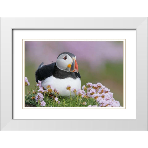Ireland, Saltee Isl Atlantic puffin and flowers White Modern Wood Framed Art Print with Double Matting by Morris, Arthur