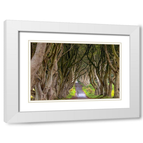 The Dark Hedges in Northern Ireland White Modern Wood Framed Art Print with Double Matting by Haney, Chuck