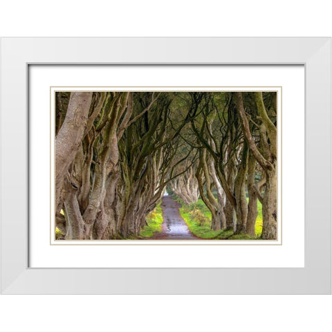 The Dark Hedges in Northern Ireland White Modern Wood Framed Art Print with Double Matting by Haney, Chuck