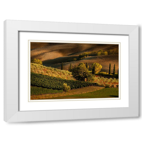 Afternoon light on vineyard and olive trees-Tuscany region of Italy White Modern Wood Framed Art Print with Double Matting by Jones, Adam
