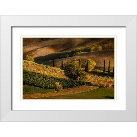 Afternoon light on vineyard and olive trees-Tuscany region of Italy White Modern Wood Framed Art Print with Double Matting by Jones, Adam