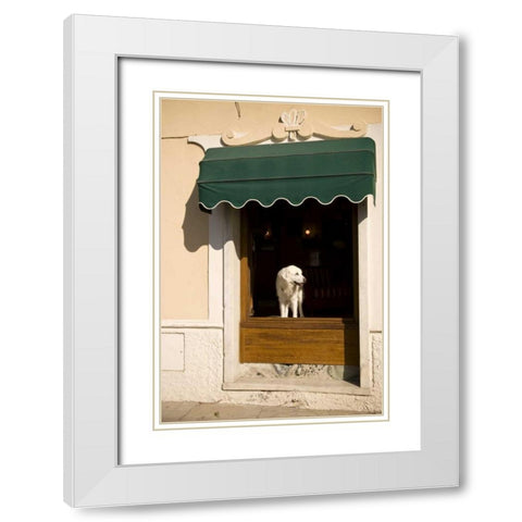 Italy, Cinque Terre, Monterosso A white dog White Modern Wood Framed Art Print with Double Matting by Kaveney, Wendy