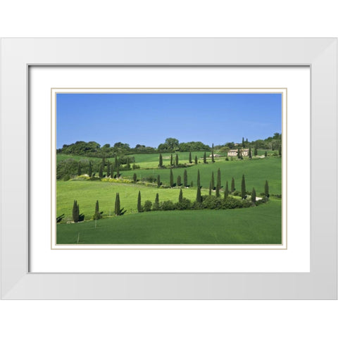 Italy, Tuscany Cypress trees line road to villa White Modern Wood Framed Art Print with Double Matting by Flaherty, Dennis
