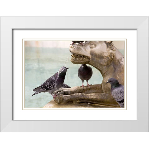 Italy, Sienna Pigeon gets wet from a fountain White Modern Wood Framed Art Print with Double Matting by Kaveney, Wendy