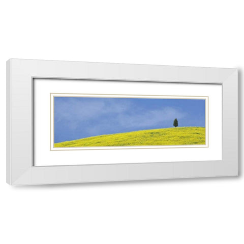 Italy, Tuscany Lone cypress tree grows on a hill White Modern Wood Framed Art Print with Double Matting by Flaherty, Dennis