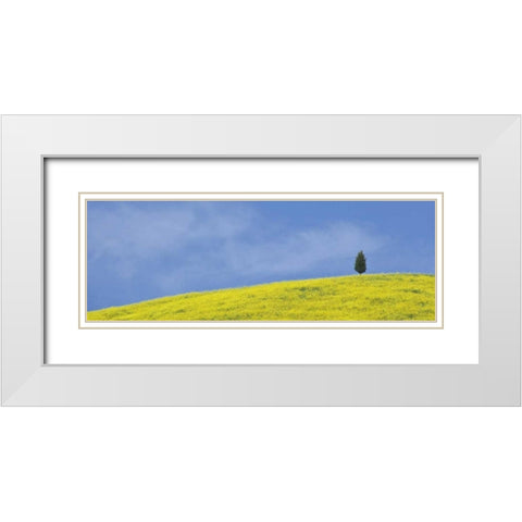 Italy, Tuscany Lone cypress tree grows on a hill White Modern Wood Framed Art Print with Double Matting by Flaherty, Dennis