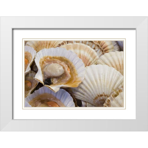Italy, Venice Fresh scallops in their shell White Modern Wood Framed Art Print with Double Matting by Kaveney, Wendy