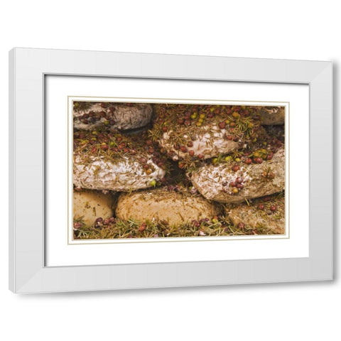 Italy, Tuscany, Pienza Cheese being seasoned White Modern Wood Framed Art Print with Double Matting by Flaherty, Dennis