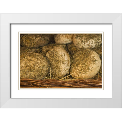 Italy, Tuscany Cheese being seasoned in hay White Modern Wood Framed Art Print with Double Matting by Flaherty, Dennis