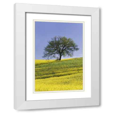 Italy, Tuscany Lone oak tree amid canola plants White Modern Wood Framed Art Print with Double Matting by Flaherty, Dennis