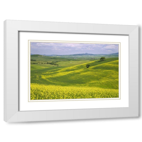 Italy, Tuscany Canola plants in the Val dOrcia White Modern Wood Framed Art Print with Double Matting by Flaherty, Dennis