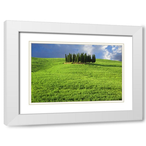 Italy, Tuscany Group of cypress trees White Modern Wood Framed Art Print with Double Matting by Flaherty, Dennis