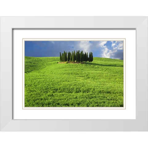 Italy, Tuscany Group of cypress trees White Modern Wood Framed Art Print with Double Matting by Flaherty, Dennis