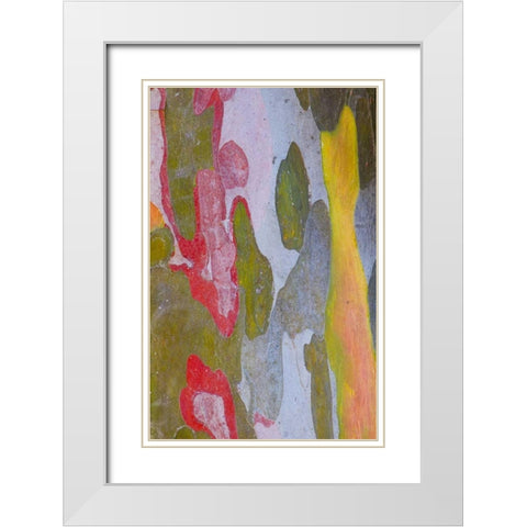 Italy, Tuscany Cypress tree bark patterns White Modern Wood Framed Art Print with Double Matting by Delisle, Gilles
