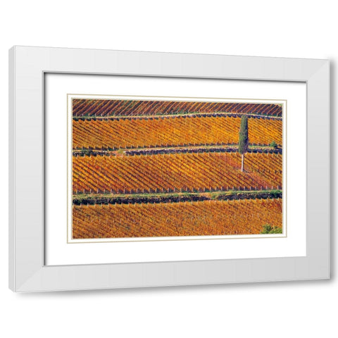Europe-Italy-Tuscany-Vineyard in fall color and cypress tree White Modern Wood Framed Art Print with Double Matting by Jaynes Gallery