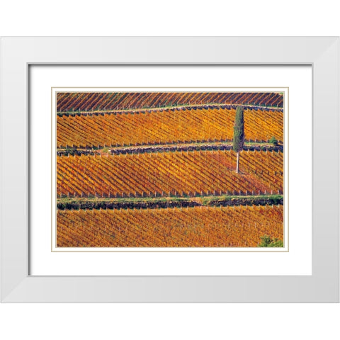 Europe-Italy-Tuscany-Vineyard in fall color and cypress tree White Modern Wood Framed Art Print with Double Matting by Jaynes Gallery