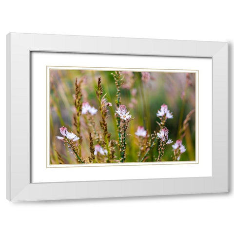 Messina Province-Caronia Wild flowers in a field near the medieval town of Caronia White Modern Wood Framed Art Print with Double Matting by Wilson, Emily