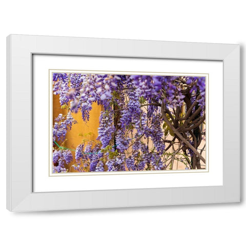 Messina Province-Tripi Wisteria flowers hanging in the medieval hilltop town of Tripi White Modern Wood Framed Art Print with Double Matting by Wilson, Emily