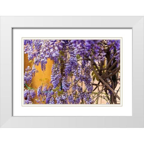 Messina Province-Tripi Wisteria flowers hanging in the medieval hilltop town of Tripi White Modern Wood Framed Art Print with Double Matting by Wilson, Emily