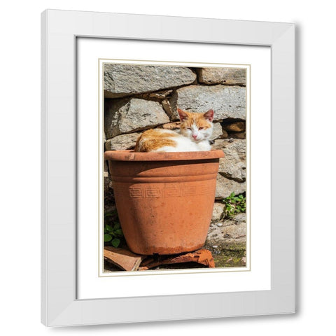Messina Province-Montalbano Elicona Orange and white cat in terra cotta planter pot White Modern Wood Framed Art Print with Double Matting by Wilson, Emily