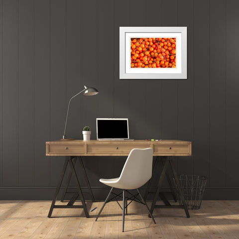 Trapani Province-Trapani Tomatoes for sale at the market in the town of Trapani White Modern Wood Framed Art Print with Double Matting by Wilson, Emily