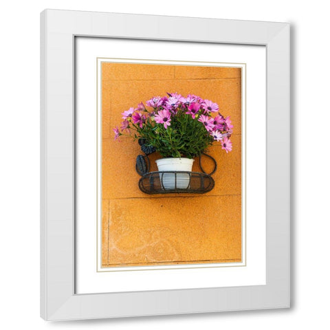 Trapani Province-Erice A pot of African Daisy flowers on wall in the ancient hill town of Erice White Modern Wood Framed Art Print with Double Matting by Wilson, Emily
