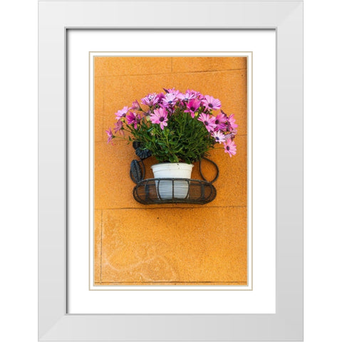 Trapani Province-Erice A pot of African Daisy flowers on wall in the ancient hill town of Erice White Modern Wood Framed Art Print with Double Matting by Wilson, Emily