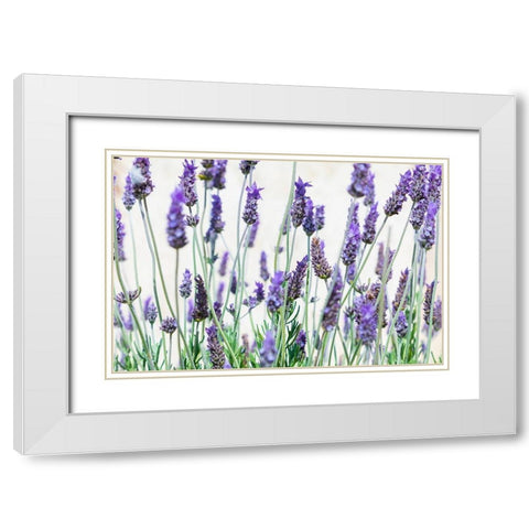 Lavender flowers on a white background White Modern Wood Framed Art Print with Double Matting by Wilson, Emily