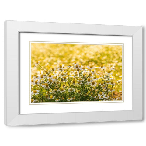 Field of chamomile White Modern Wood Framed Art Print with Double Matting by Wilson, Emily