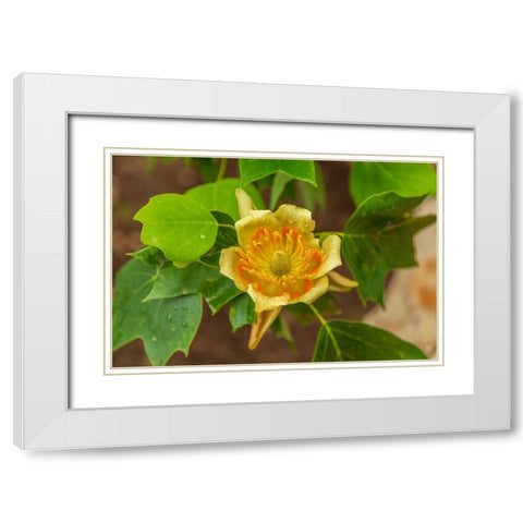 Italy-Apulia Yellow flower showing petals-stamen-and pistil White Modern Wood Framed Art Print with Double Matting by Wilson, Emily