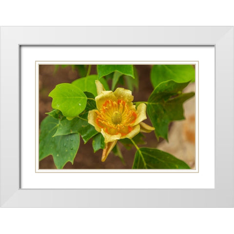 Italy-Apulia Yellow flower showing petals-stamen-and pistil White Modern Wood Framed Art Print with Double Matting by Wilson, Emily