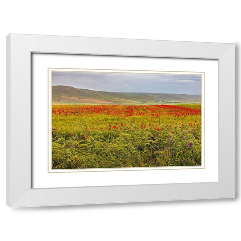 Italy-Apulia-Metropolitan City of Bari-Gravina in Puglia Large field of barley and poppies White Modern Wood Framed Art Print with Double Matting by Wilson, Emily