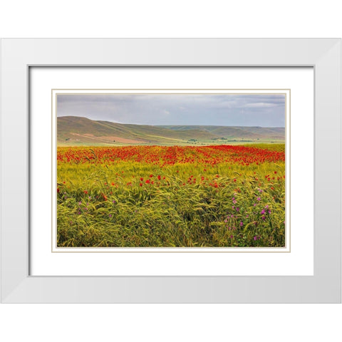 Italy-Apulia-Metropolitan City of Bari-Gravina in Puglia Large field of barley and poppies White Modern Wood Framed Art Print with Double Matting by Wilson, Emily