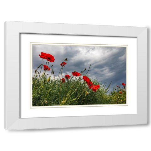 Italy-Apulia-Province of Taranto-Laterza Poppies against a stormy sky White Modern Wood Framed Art Print with Double Matting by Wilson, Emily