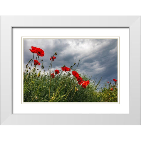 Italy-Apulia-Province of Taranto-Laterza Poppies against a stormy sky White Modern Wood Framed Art Print with Double Matting by Wilson, Emily