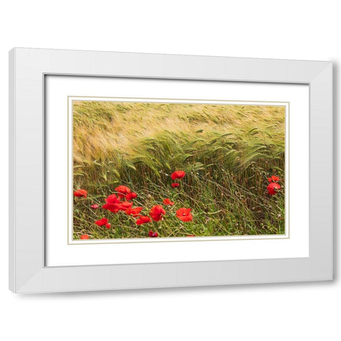 Italy-Apulia-Province of Taranto-Laterza Field of barley with poppies White Modern Wood Framed Art Print with Double Matting by Wilson, Emily