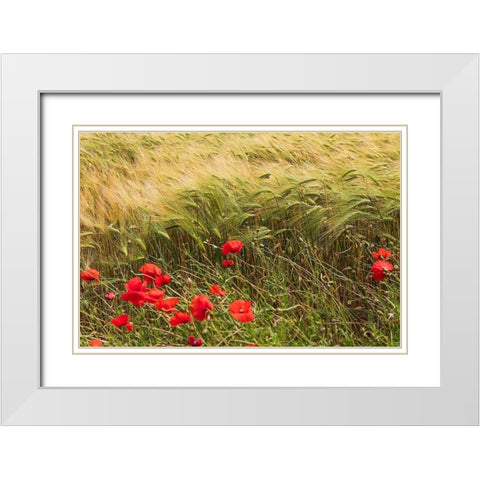 Italy-Apulia-Province of Taranto-Laterza Field of barley with poppies White Modern Wood Framed Art Print with Double Matting by Wilson, Emily