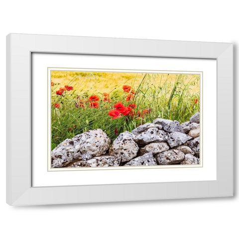 Italy-Apulia-Province of Taranto-Laterza Field of barley with poppies and an old stone wall White Modern Wood Framed Art Print with Double Matting by Wilson, Emily