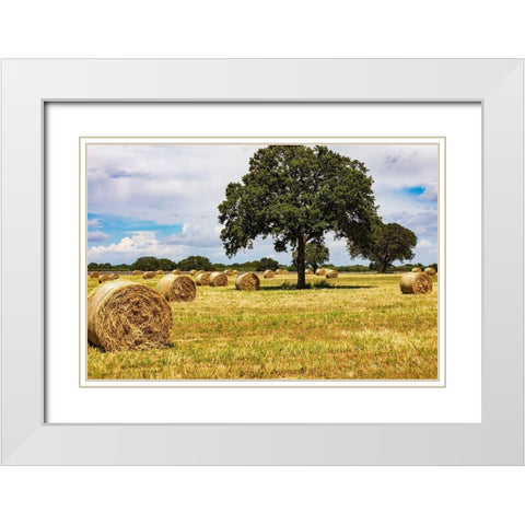 Italy-Apulia-Metropolitan City of Bari-Gioia del Colle Bales of hay in a field White Modern Wood Framed Art Print with Double Matting by Wilson, Emily