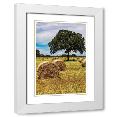 Italy-Apulia-Metropolitan City of Bari-Gioia del Colle Bales of hay in a field White Modern Wood Framed Art Print with Double Matting by Wilson, Emily