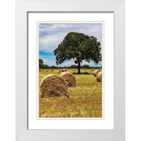 Italy-Apulia-Metropolitan City of Bari-Gioia del Colle Bales of hay in a field White Modern Wood Framed Art Print with Double Matting by Wilson, Emily