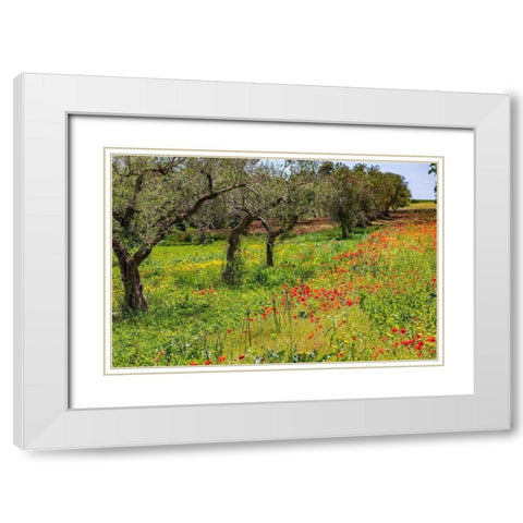 Italy-Apulia-Metropolitan City of Bari-Gioia del Colle Poppies growing amid rows of olive trees White Modern Wood Framed Art Print with Double Matting by Wilson, Emily