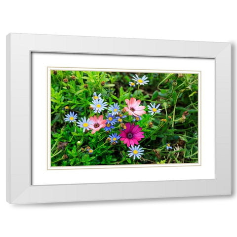 Italy-Apulia-Metropolitan City of Bari-Gioia del Colle Colorful wildflowers White Modern Wood Framed Art Print with Double Matting by Wilson, Emily