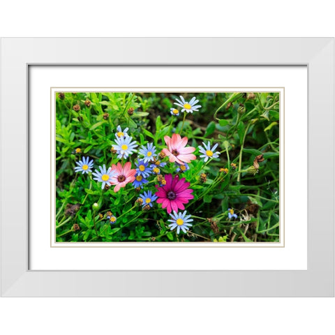 Italy-Apulia-Metropolitan City of Bari-Gioia del Colle Colorful wildflowers White Modern Wood Framed Art Print with Double Matting by Wilson, Emily